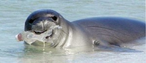 Focas-leones-marinos-y-ballenas-atrapados-por-la-basura-del-oceano
