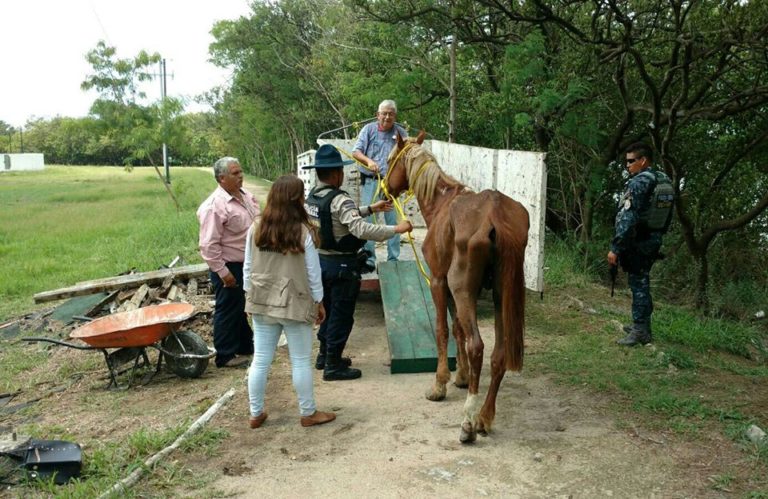Rescata Subdirecci n De Protecci n Animal De Tampico A Equinos De La 