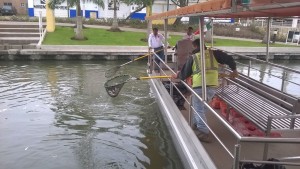 Peces muertos Canal de la Cortadura Tampico 2103-2016