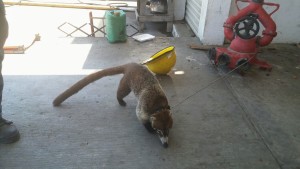 coatí