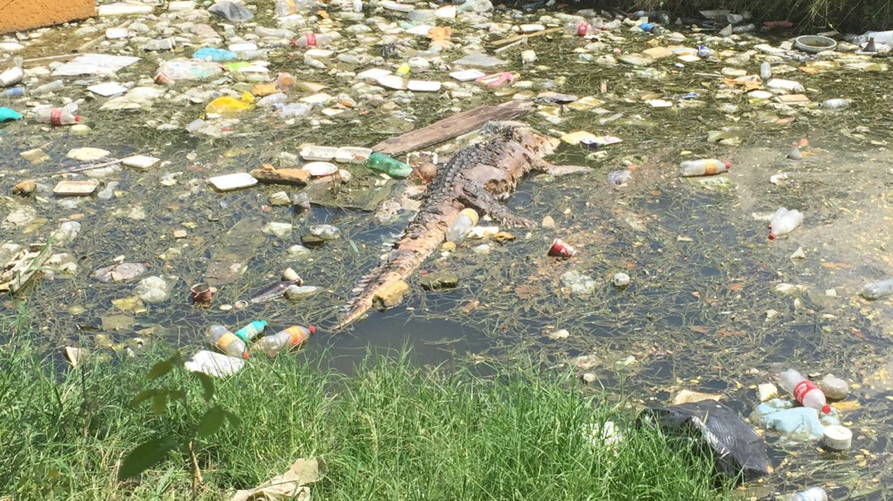 Cocodrilo encontrado muerto en canal pluvial de Madero – Reporte Noreste