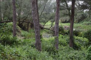 laguna-de-aguas-negras-en-zona-de-pinos-2