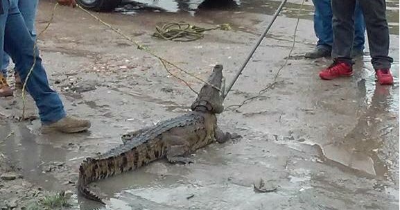 Capturan pequeño cocodrilo en la carretera Tampico-Mante – Reporte Noreste