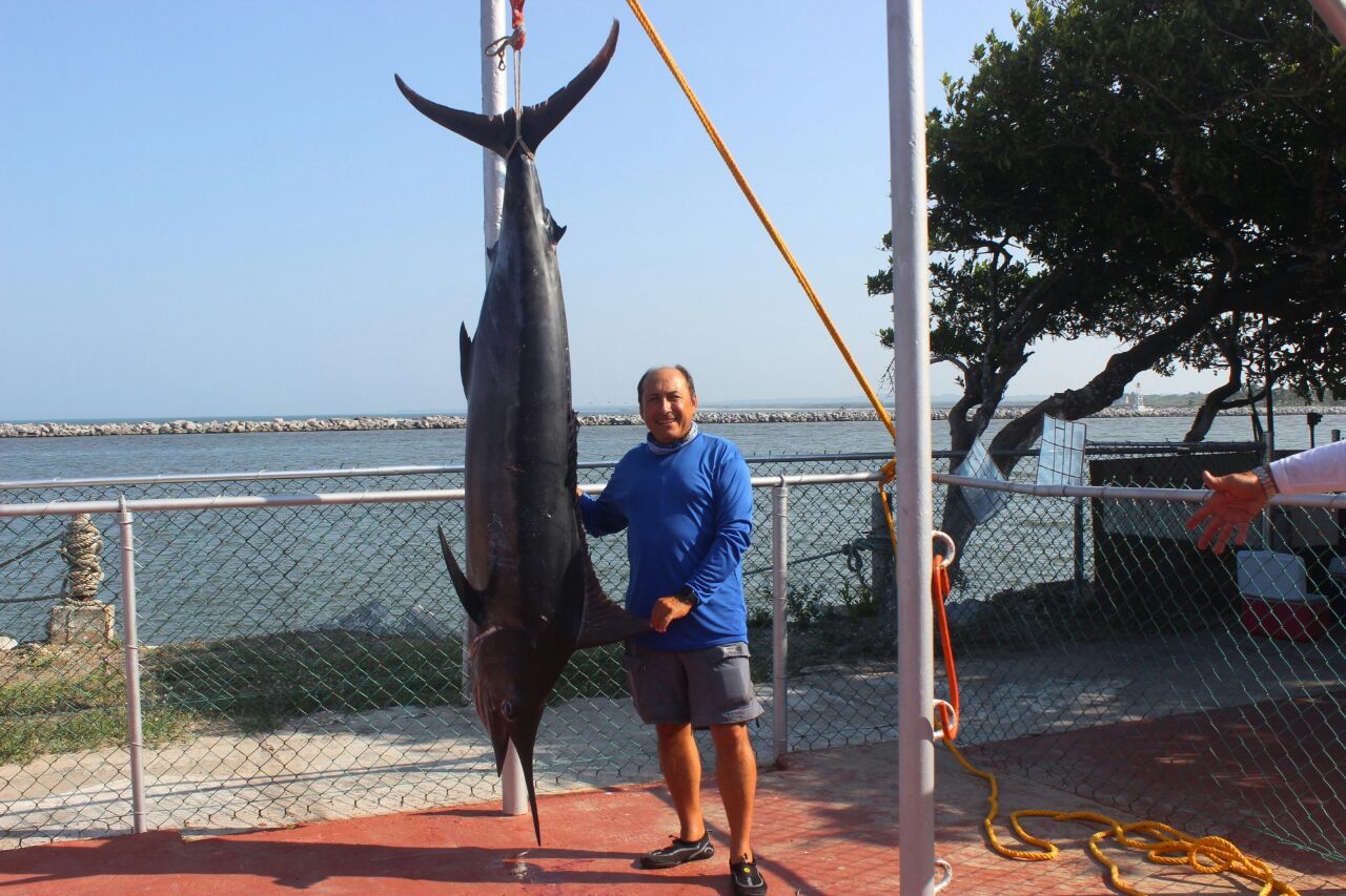 Capturan ejemplar de Marlín Azul – Reporte Noreste